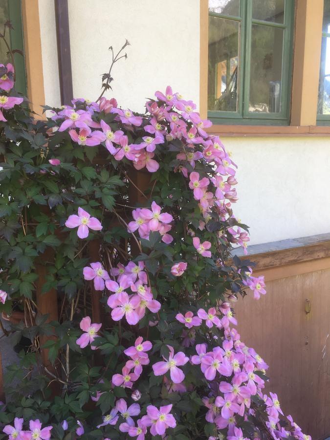 L'Aria Di Casa Bed & Breakfast Alagna Valsesia Ngoại thất bức ảnh